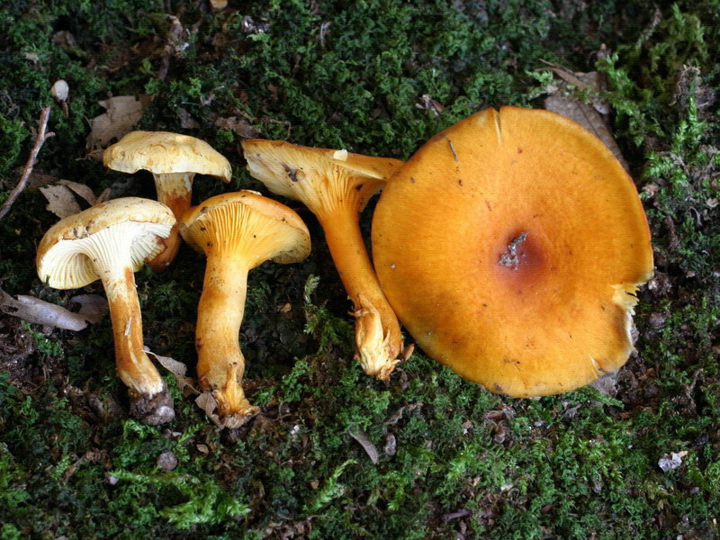 tre soggetti da definire